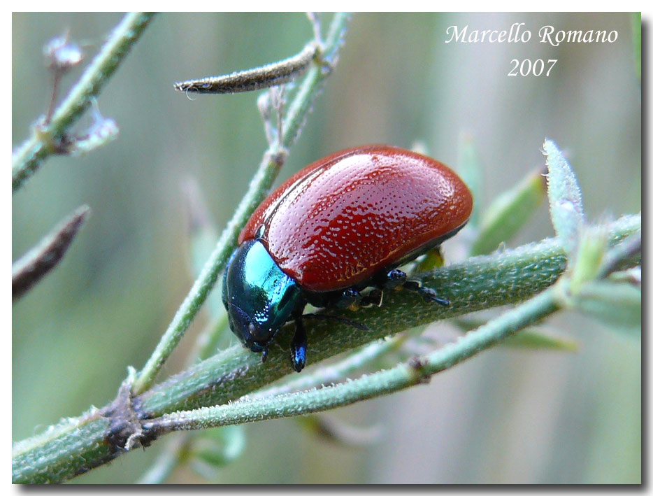 Chrysolina grossa (Chrysomelidae): caratteri distintivi